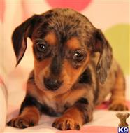 dachshund puppy posted by Kimberly Jones